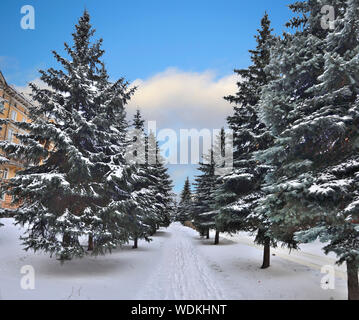 Tannen Gasse in der Stadt - Winter Stadtbild. Schönen blauen und grünen Tannen Schnee bedeckt, Laufsteg mit Fußspuren im Schnee zwischen den Tannen. Helle fr Stockfoto