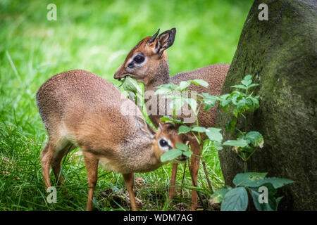 Edinburgh, Großbritannien. 27. August 2019. Kirk's Dik-Diks (Madoqua Kirkii) essen Blätter am Zoo von Edinburgh, Schottland. Stockfoto