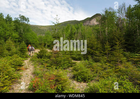 Wanderer auf dem Holz Camp Trail in Livermore, New Hampshire; Teil der Weißen Berge. Dieser Bereich war während der Mad River Protokollierung Era angemeldet. Stockfoto