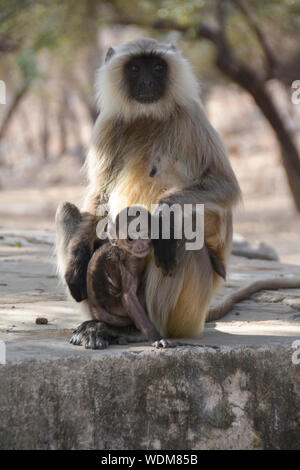 Affen, die Wild- und Haustieren von Indien Stockfoto