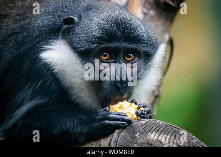 Edinburgh, Großbritannien. 27. August 2019. L'Hoest Monkey's (Allochrocebus lhoesti) das Essen von Früchten im Zoo von Edinburgh, Schottland. Stockfoto