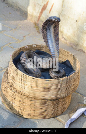 King Cobra Schlange, die größte Giftschlange der Welt Stockfoto