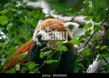 Edinburgh, Großbritannien. 27. August 2019. Kleiner Panda (Ailurus fulgens) Schlafen in einem Baum im Zoo von Edinburgh, Schottland. Stockfoto