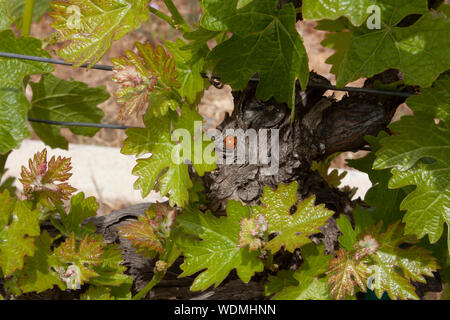 Umwelt im Weinberg mit roten Insekt mit schwarzen Flecken Marienkäfer Stockfoto