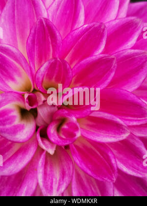 Detailansicht der rosa Blütenblätter einer schönen Dahlie Blume Stockfoto