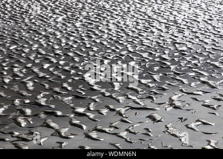 Meer, Ebbe, Nordsee, Sandstrand, Stockfoto