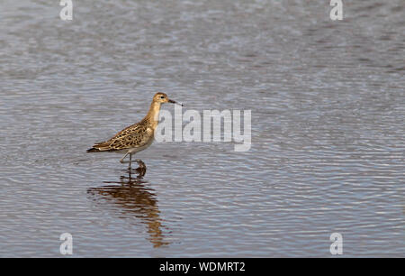 Ruff, Philomachus pugnax, einzelkind Waten in der Lagune. August genommen. Pennington, Hampshire, UK. Stockfoto