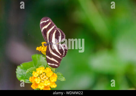 Heliconius charithonia, das Zebra longwing Schmetterling, mit grünen Vegetation Hintergrund Stockfoto