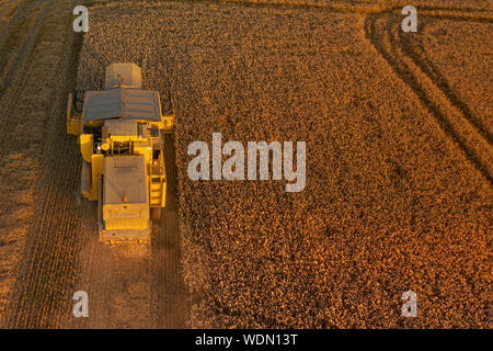 Antenne hinten geschossen von einem Mähdrescher ernten ein Weizenfeld bei Sonnenuntergang Stockfoto