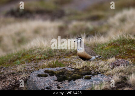 Eurasian Dotterel, Charadrius morinellus, alleinstehenden Frauen stehen auf die Hochlagen der Gebirge Moor. Juni getroffen, die Cairngorms, Schottland, Großbritannien. Stockfoto