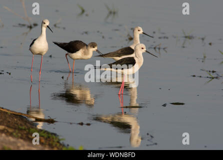 Gruppe von Black-winged Stelzenläufer (Himantopus himantopus) Ernährung im flachen Wasser ihre Reflexion angezeigt. Stockfoto
