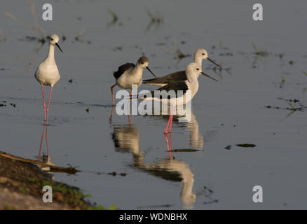 Gruppe von Black-winged Stelzenläufer (Himantopus himantopus) Ernährung im flachen Wasser ihre Reflexion angezeigt. Stockfoto