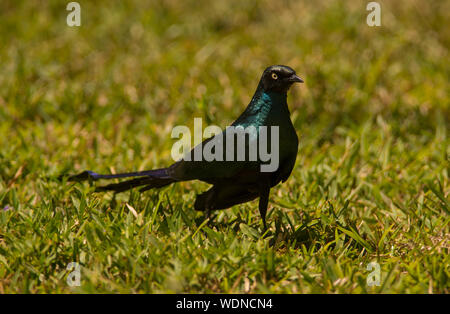 Long-tailed Glossy Starling (Lamprotornis caudatus) auf Gras in Gambia, Westafrika. Stockfoto