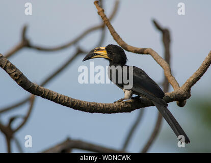 African Pied Hornbill Tockus fasciatus in einem Baum in der Sonne in Gambia, Westafrika Stockfoto