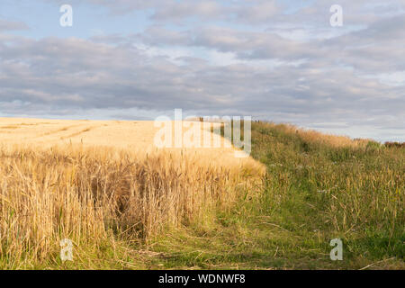 Wilde Blumen und Gräser wachsen an den Rand eines Feldes von Gerste eine Zuflucht für die Tierwelt bieten Stockfoto