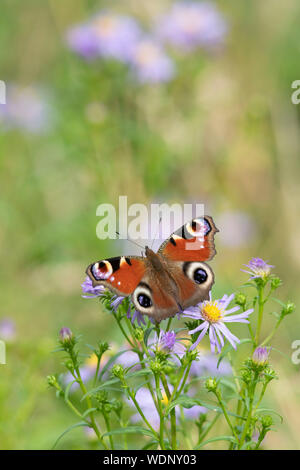 Ein Peacock Butterfly (Aglais IO), der im Spätsommer auf einem Klumpen von Michaelmas Daisies (Symphyotrichum Novi-Belgii) sitzt Stockfoto