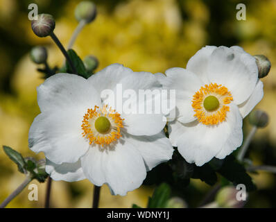 Anemone „Honorine Jobert“ Stockfoto