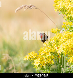 Ein Schmetterling (Aglais IO), der auf gewöhnlichem Ragwurz (oder Tansy Ragwort) am Rand eines Gerstenfeldes sitzt Stockfoto