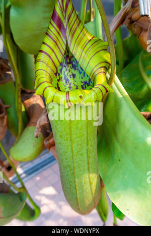 Nepenthes truncata, fleischfressende Pflanze Nepenthes truncata Stockfoto