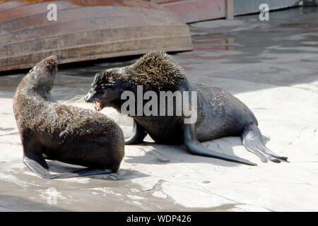 Zwei kämpfende nördlichen Pelzrobben, Latein Callorhinus ursinus Stockfoto