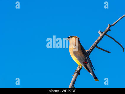 Cedar Waxwing Bombycilla cedrorum) klammert (Filiale über Feuchtgebiete Teich zu Willow, Castle Rock Colorado USA. Foto wurde taken​ im August. Stockfoto