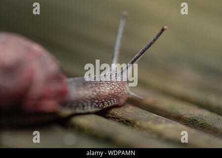 Closeup schoss der Schnecke vorwärts bewegen Stockfoto