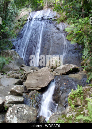 La Coca Wasserfall Wasserfall im Regenwald El Yunque National Forest, Puerto Rico. Stockfoto