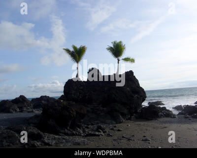 Zwei Baby Kokospalmen auf Rock Aussichtspunkt über das Meer am Strand in Punta Banco, Costa Rica an der Pazifikküste des Landes. Stockfoto