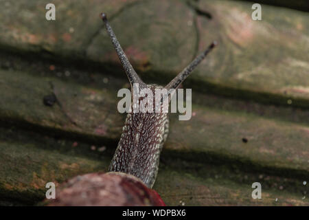 Closeup schoss der Schnecke vorwärts bewegen Stockfoto