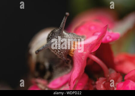 Closeup Schuß von der Schnecke und eine rosa Blume Stockfoto