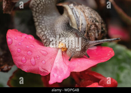 Closeup Schuß von der Schnecke und eine rosa Blume Stockfoto