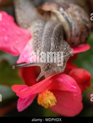 Closeup Schuß von der Schnecke und eine rosa Blume Stockfoto