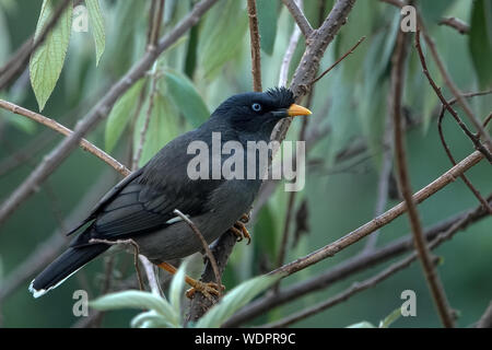 Vogel Dschungel Myna (Acridotheres fuscus) ist ein Myna, ein Mitglied der starling Familie Stockfoto