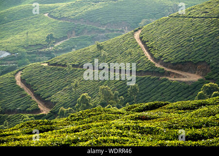 Grüner Tee Plantage Hügeln mit blauen Himmel im Hintergrund in Munnar, Kerala, Indien. Kolukkumalai tee Immobilien Punkt. Kerala, Tamil Nadu, Indien Stockfoto