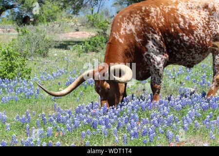 Texas Longhorn essen in einem Feld von Bluebonnets Stockfoto