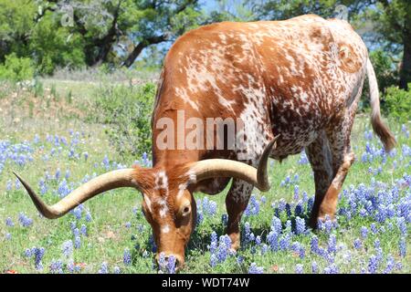 Texas Longhorn in einem Feld von Texas Bluebonnets Stockfoto