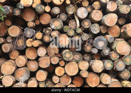 Schneiden Sie Äste bis in einen Haufen von Rundholz gestapelt Stockfoto