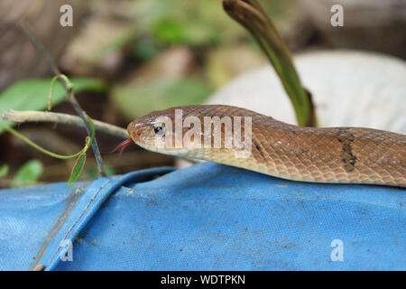 Close-up Leiter der Gebänderten kukri Schlange (Oligodon fasciolatus), schwarze Streifen auf den Körper von Braun Reptil Stockfoto