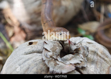 - Nahaufnahme Kopf der Gebänderten kukri Schlange (Oligodon fasciolatus) im Wald, schwarze Streifen auf den Körper von Braun Reptil Stockfoto