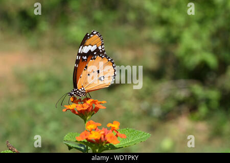 Plain Tiger oder Afrikanischen monarch butterfly auf der Suche nach Nektar auf Ziziphus oenoplia Blume, Orange mit weißer und schwarzer Farbe Muster auf Flügel der Insekten Stockfoto