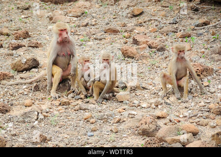 Djbouti, Afrika Stockfoto