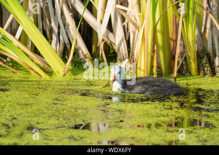 Ein Jugendlicher, der amerikanischen Blässhuhn Fulica americana, Schwimmen in einem Feuchtgebiet Teich im zentralen Alberta, Kanada Stockfoto