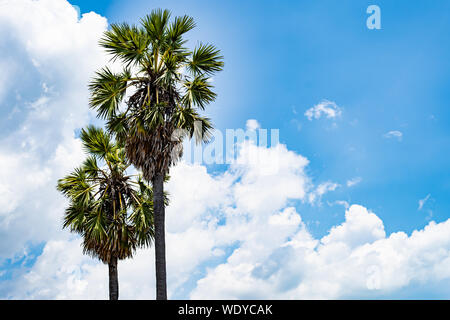 Bild von zwei schöne Palmen in den sonnigen blauen Himmel. Stockfoto