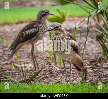 Bush Triel Stockfoto