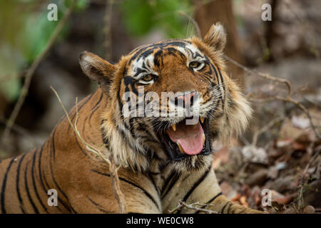 Riesige Männliche Tiger Ausruhen im Schatten der Bäume während der ganztägige Safari im heißen Sommer im Ranthambore Nationalpark, Sawai Madhopur, Rajasthan, Indien Stockfoto