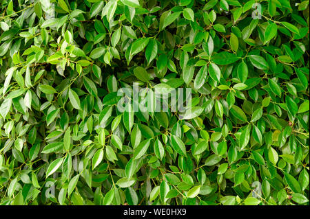 Grüne Banyan Laub im Garten. natürliche Hintergrund Stockfoto