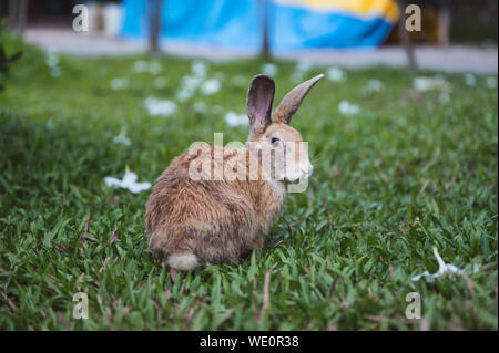Schäbig braun Kaninchen auf Gras mit Blumen im Garten Stockfoto