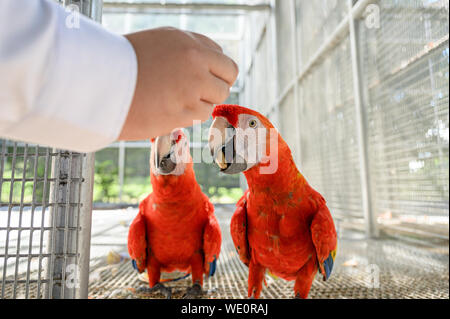 Hand Feeding hellrote Ara mit Erdnuss in den Käfig auf tropischen Regenwald. Stockfoto
