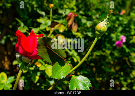 Eine blühende rote Rose Knospe. Makro Foto. Hintergrundbild. Stockfoto