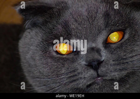 Das Gesicht eines grauen Scottish Fold Katze mit großen, gelben Augen. Haustiere. Hintergrund. Stockfoto